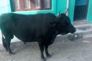 पाँचखालमा आफ्नै घरमा पालेको गोरुको आक्रमणबाट एकको मृत्यु