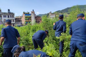 गाँजा खेती फडानी गर्दै बनेपा प्रहरी (फोटो फिचर सहित)