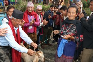 नमोबुद्ध ८ का किसानलाई उन्नत जातका बाख्रा वितरण