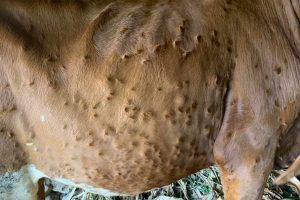 बनेपाका पशुमा फैलियो लम्पी स्किन रोग, घट्यो दुध दहीको व्यापार, स्थानीय पालिका मुख दर्शक किसानले राहत पाएन्न