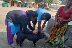 रोशीको ४८२ कुकुर र बिरालोलाई लगाए रेबिज बिरुद्धको भ्याक्सिन