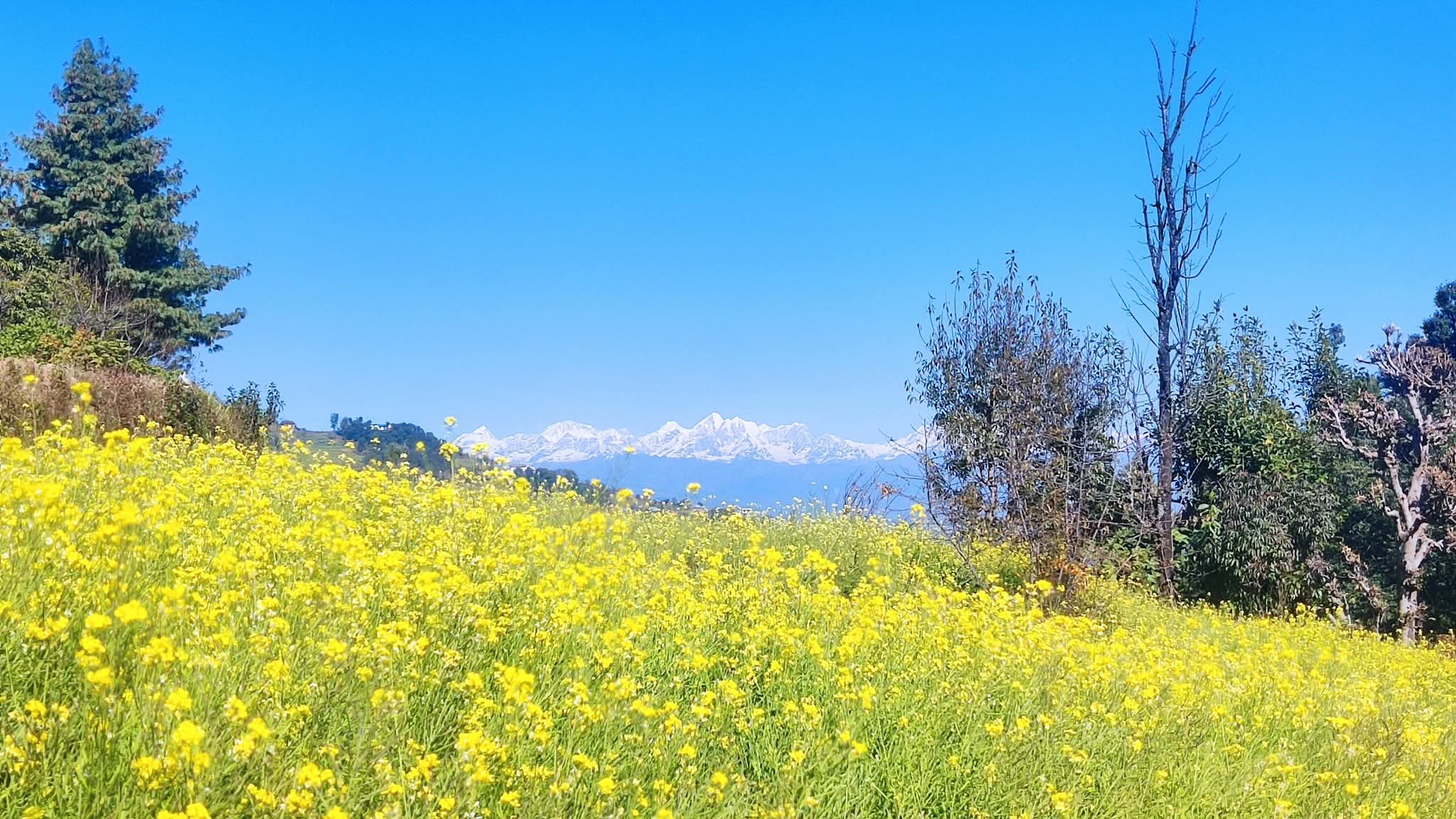 Websoft IT Nepal Pvt. Ltd.