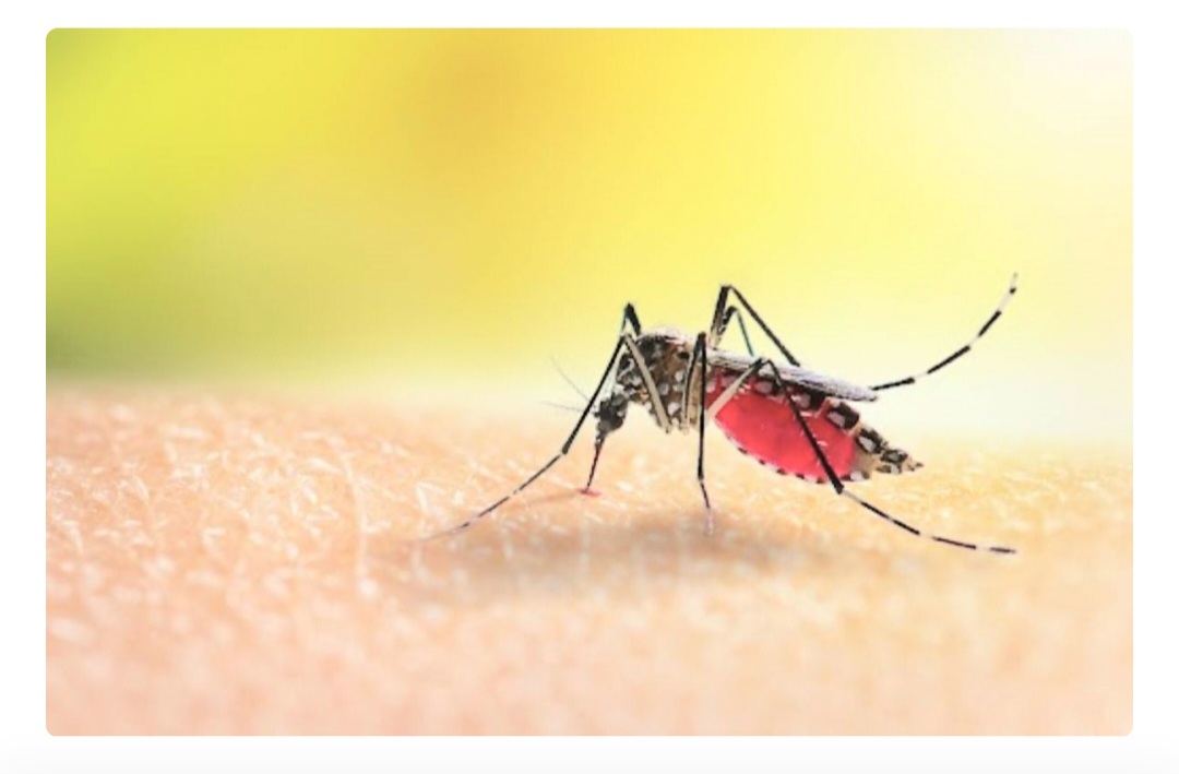 जापानिज इन्सेफ्लाइटिसबाट यस वर्ष ३५ जनाको मृत्यु