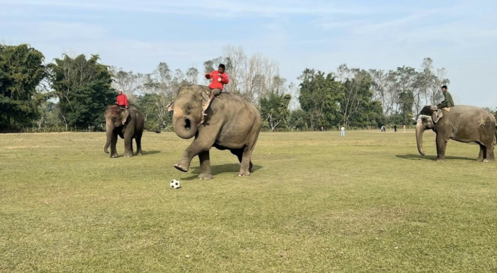 चितवन हात्ती महोत्सवको पुनर्विचार गर्न पशु अधिकारकर्मीको माग