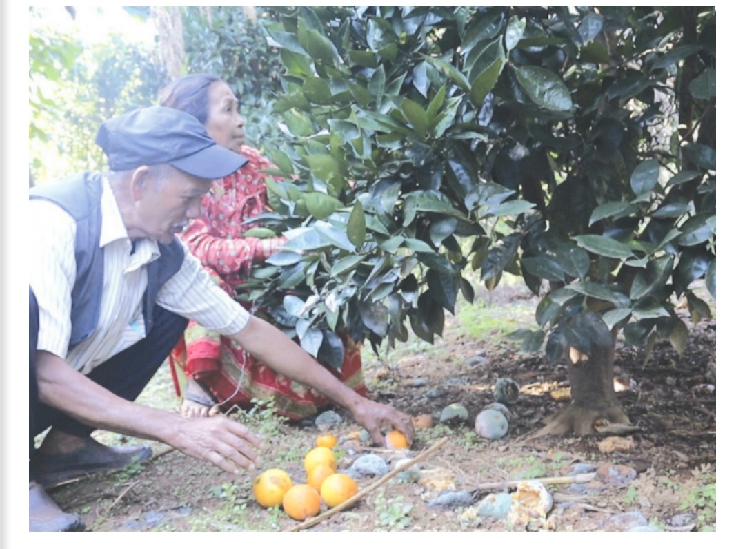 मौसमी परिवर्तन र रोगका कारण सिन्धुपाल्चोकको सुन्तला उत्पादन घट्दै