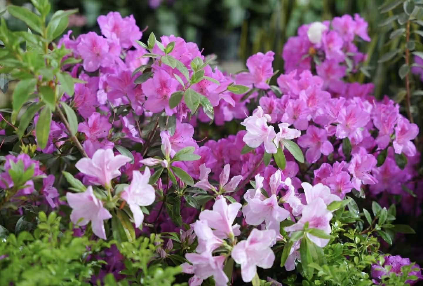 काठमाडौंको भृकुटीमण्डपमा चैत ५ गतेदेखि ‘ २७ औं फ्लोरा एक्स्पो ’ हुने