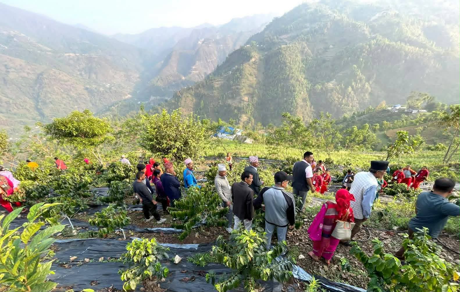 कफी खेती अवलोकन गर्न कृषक काभ्रेको महाभारतमा 